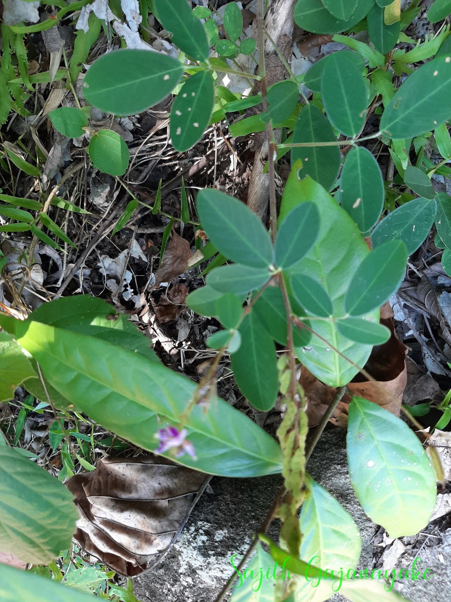 Grona heterocarpos (L.) H.Ohashi & K.Ohashi